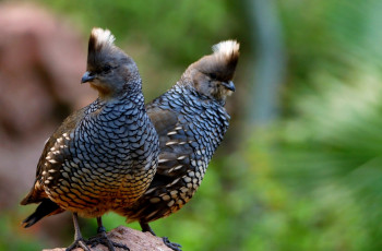Картинка животные куропатки рябчики перепела хохолок перья