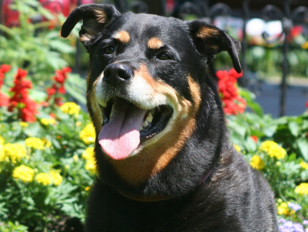 Обои картинки фото животные, собаки, dog