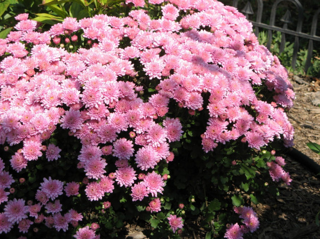 Обои картинки фото цветы, хризантемы, розовая