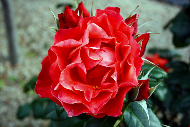 Обои картинки фото цветы, розы, алая