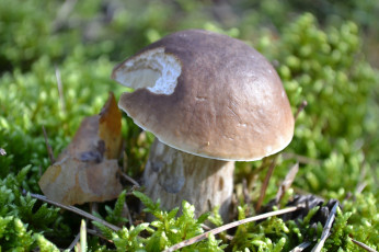 Картинка природа грибы боровик