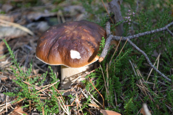 Картинка природа грибы боровик