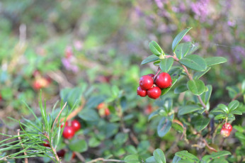 Картинка природа Ягоды брусника