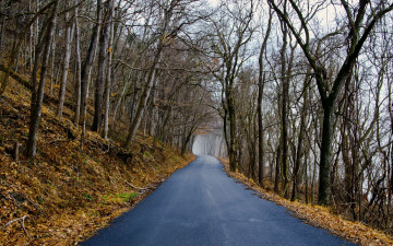 Картинка природа дороги лес осень дорога