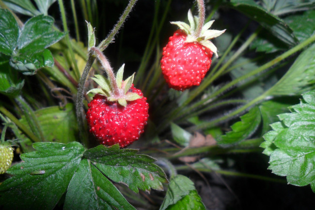 Обои картинки фото природа, Ягоды, земляника