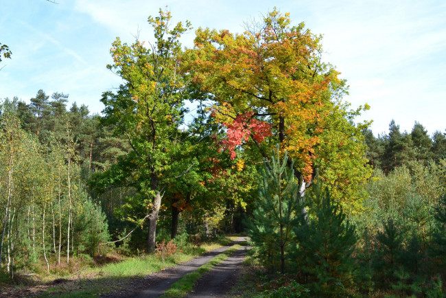 Обои картинки фото природа, дороги, деревья, лесная, дорога