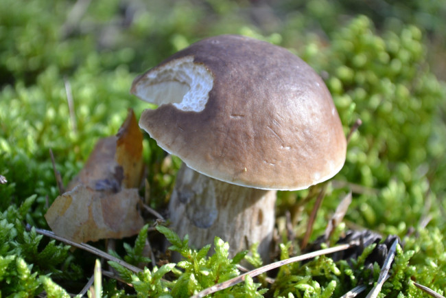 Обои картинки фото природа, грибы, боровик