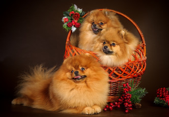 Картинка животные собаки шпицы