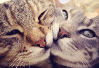 Картинка животные коты двое