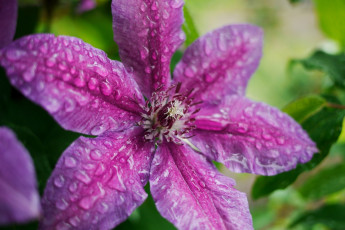 Картинка цветы клематис+ ломонос макро капли
