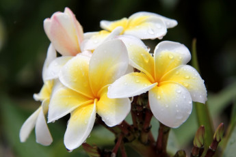 Картинка цветы плюмерия тропики