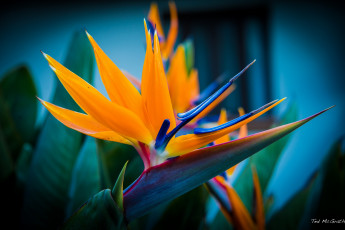 Картинка цветы стрелиция+ райская+птица тропики