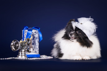 Картинка животные собаки шляпка шпиц