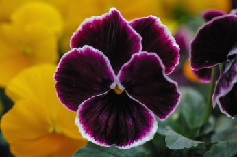 Картинка цветы анютины+глазки+ садовые+фиалки макро