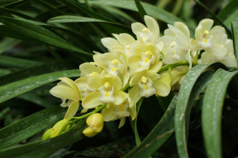 Картинка цветы орхидеи экзотика