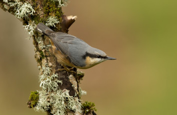 Картинка животные поползни птичка