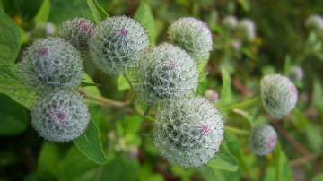 обоя цветы, луговые , полевые,  цветы, колючий, лопух, репей