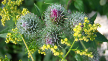 Картинка цветы луговые+ полевые +цветы лопух репей колючки