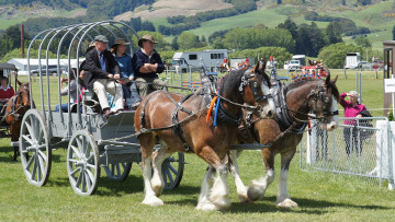 Картинка разное транспортные+средства+и+магистрали седоки лошади тяжеловозы повозка экипаж
