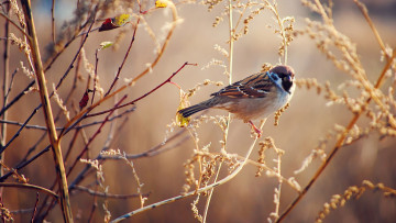 Картинка животные воробьи ветка птичка