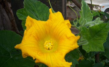 Картинка цветы цветок большой жёлтый