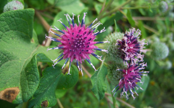 обоя цветы, луговые , полевые,  цветы, лопух