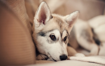 Картинка животные собаки щенок собака