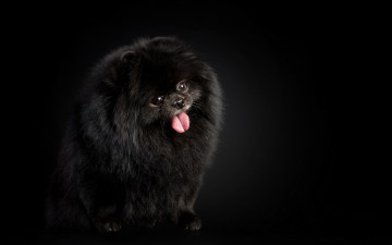 Картинка животные собаки взгляд польша германия декоративная+порода померанский+шпиц