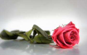 Картинка цветы розы бутон