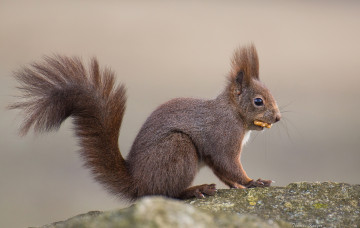 Картинка животные белки зверек хвост