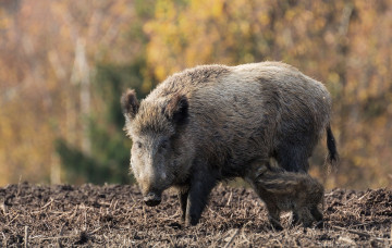 Картинка животные свиньи +кабаны мама малыш кормежка