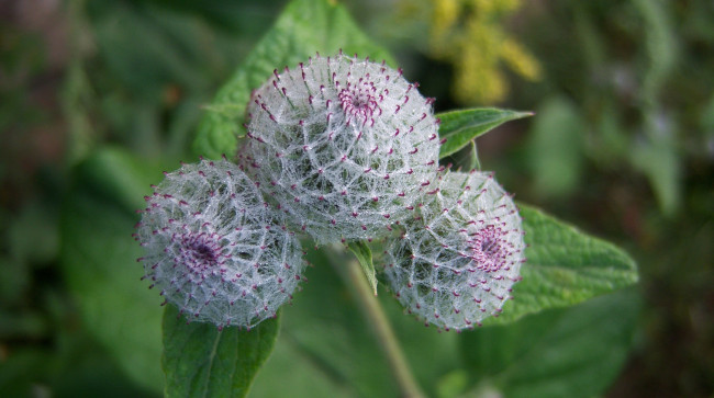 Обои картинки фото цветы, луговые , полевые,  цветы, лопух, репей