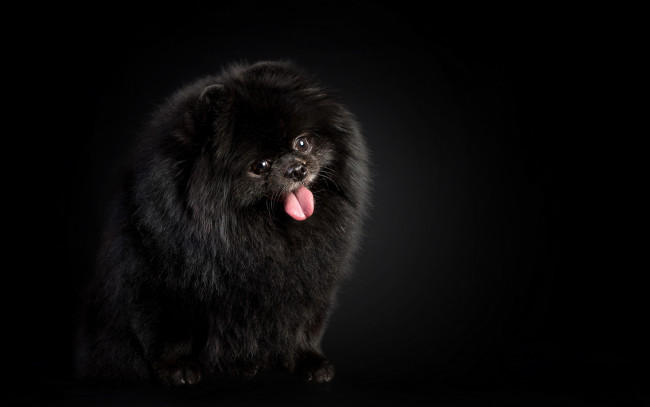 Обои картинки фото животные, собаки, взгляд, польша, германия, декоративная порода, померанский шпиц