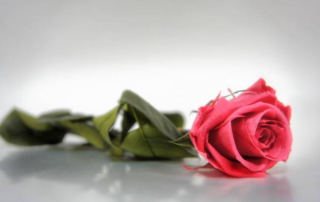 Обои картинки фото цветы, розы, бутон