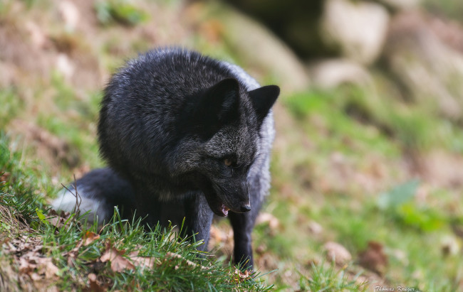 Обои картинки фото животные, лисы, чернобурка