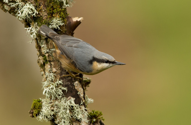 Обои картинки фото животные, поползни, птичка