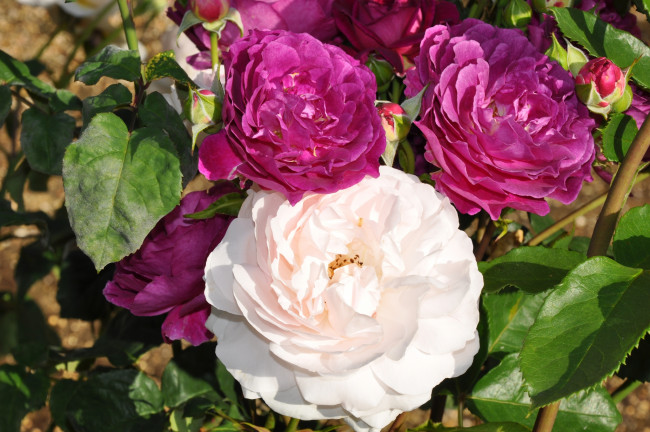 Обои картинки фото цветы, розы, пышный