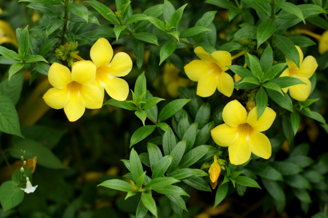 Обои картинки фото цветы, алламанда, желтый