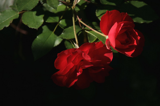 Обои картинки фото цветы, розы, пара