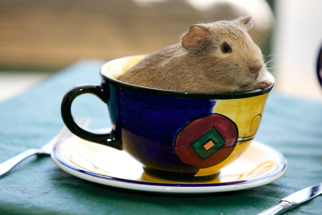 Обои картинки фото животные, морские свинки,  хомяки, свинка, чашка