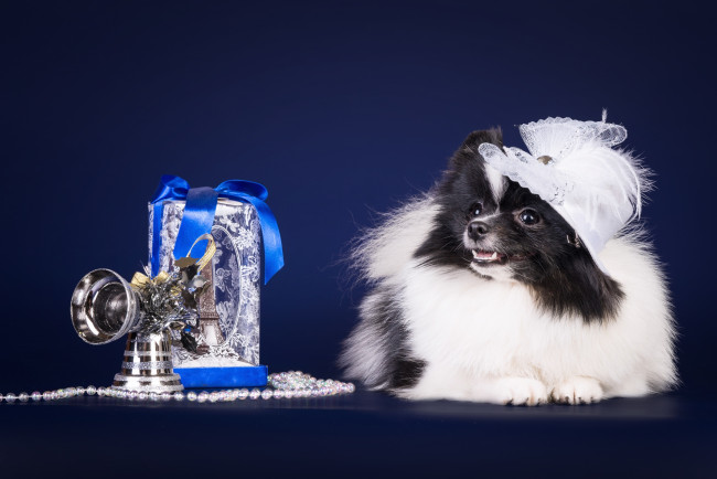 Обои картинки фото животные, собаки, шляпка, шпиц