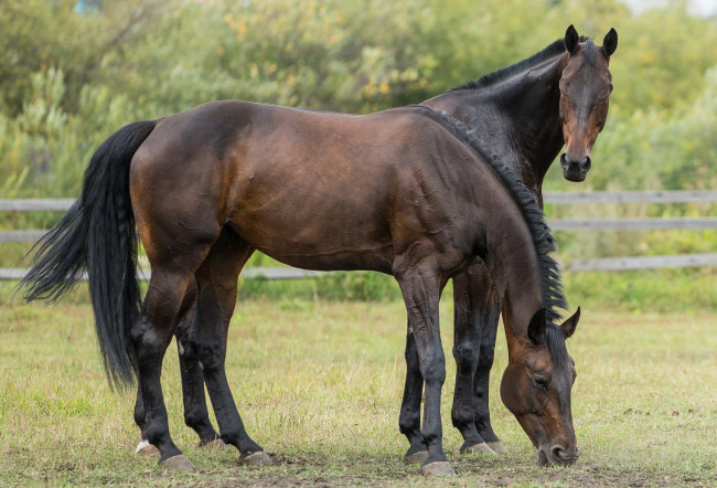 Обои картинки фото животные, лошади, красавцы