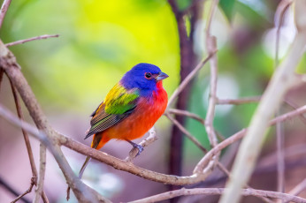 Картинка животные птицы green cay wetlands male painted bunting florida птица цвет