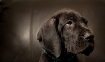 Картинка животные собаки собака взгляд