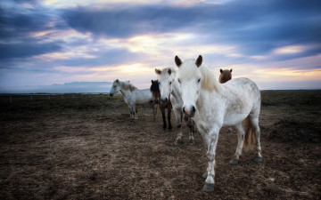 Картинка животные лошади