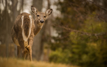 Картинка животные олени олень взгляд