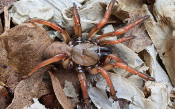Картинка животные пауки паук