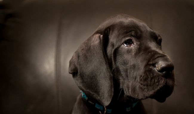 Обои картинки фото животные, собаки, собака, взгляд
