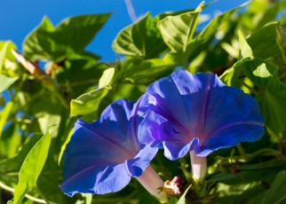 Картинка цветы вьюнки +ипомеи листья вьюнок