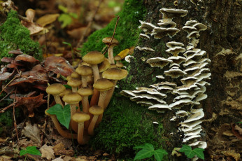 Картинка природа грибы опята